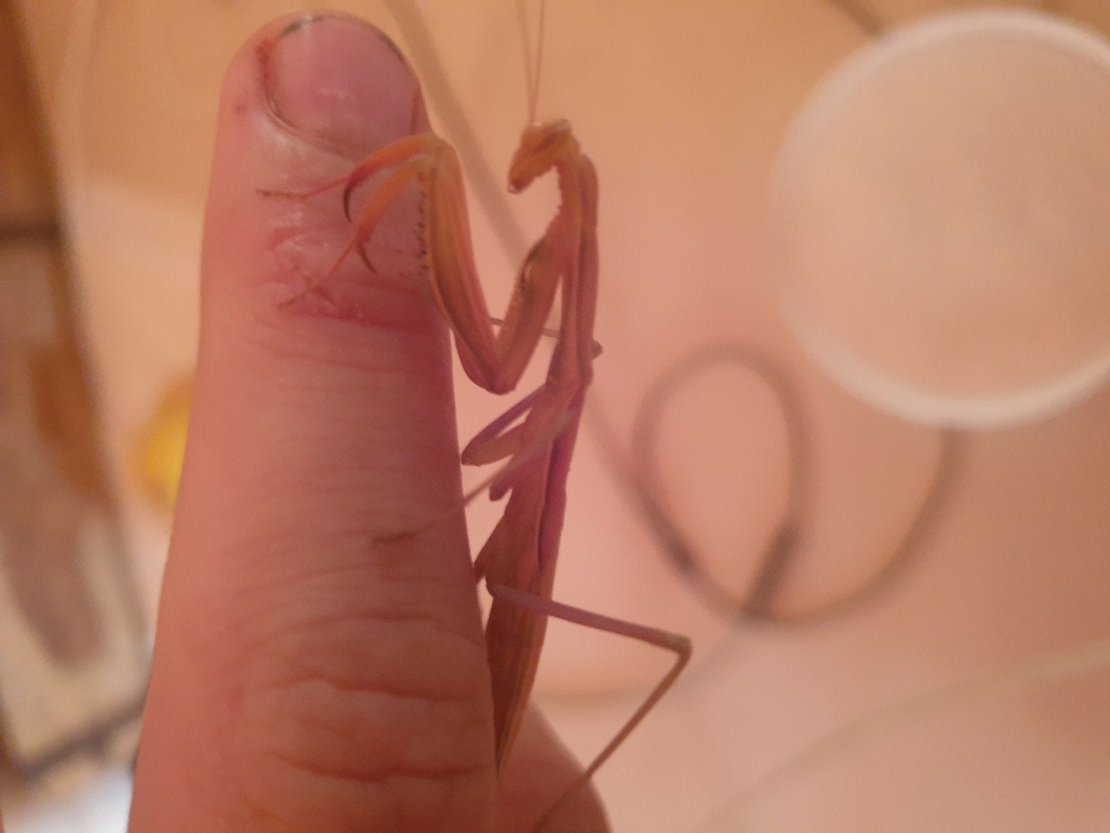 mantis religiosa bidsprinkhanen / ootheca, Dieren en Toebehoren