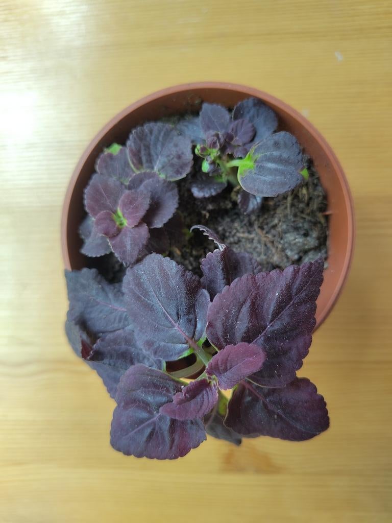 Siernetel Coleus black prince kamerplant bio OPHALEN, Ophalen, Volle zon, Minder dan 100 cm
