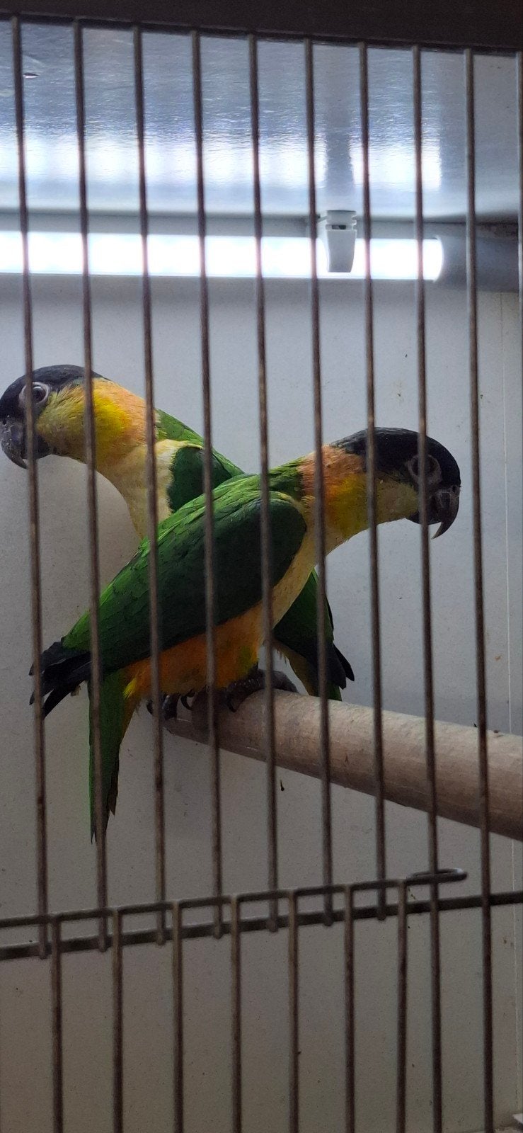 2 zwartkop caique poppen, Vrouwelijk, Parkiet