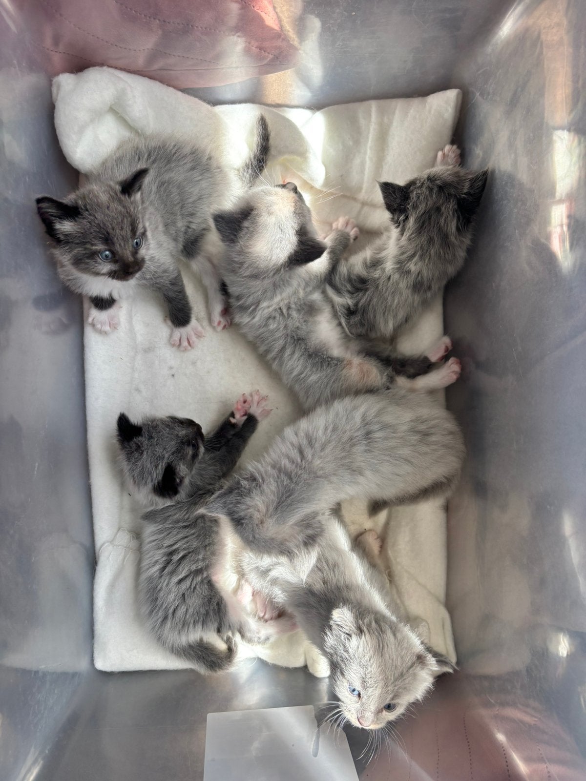 6 Maine Coon Kittens! ️‍, Dieren en Toebehoren, Meerdere dieren, Ingeënt