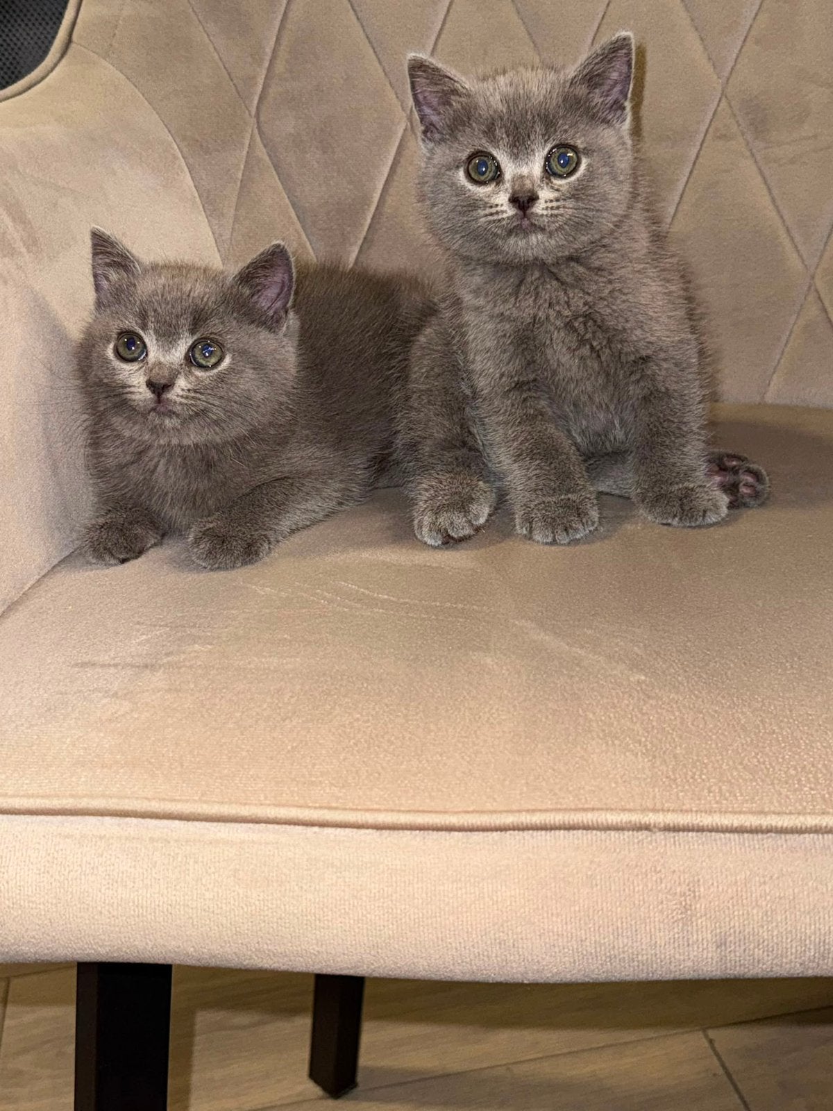 Super mooie britse korthaar kitten, Meerdere dieren, Gechipt