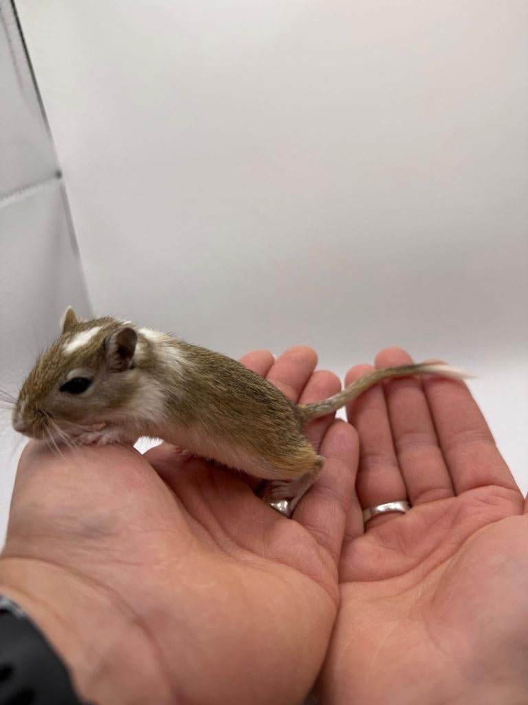 Te koop super lieve jonge leuke gerbils, Dieren en Toebehoren, Knaagdieren, Mannelijk, Overige typen, Maart, Tam