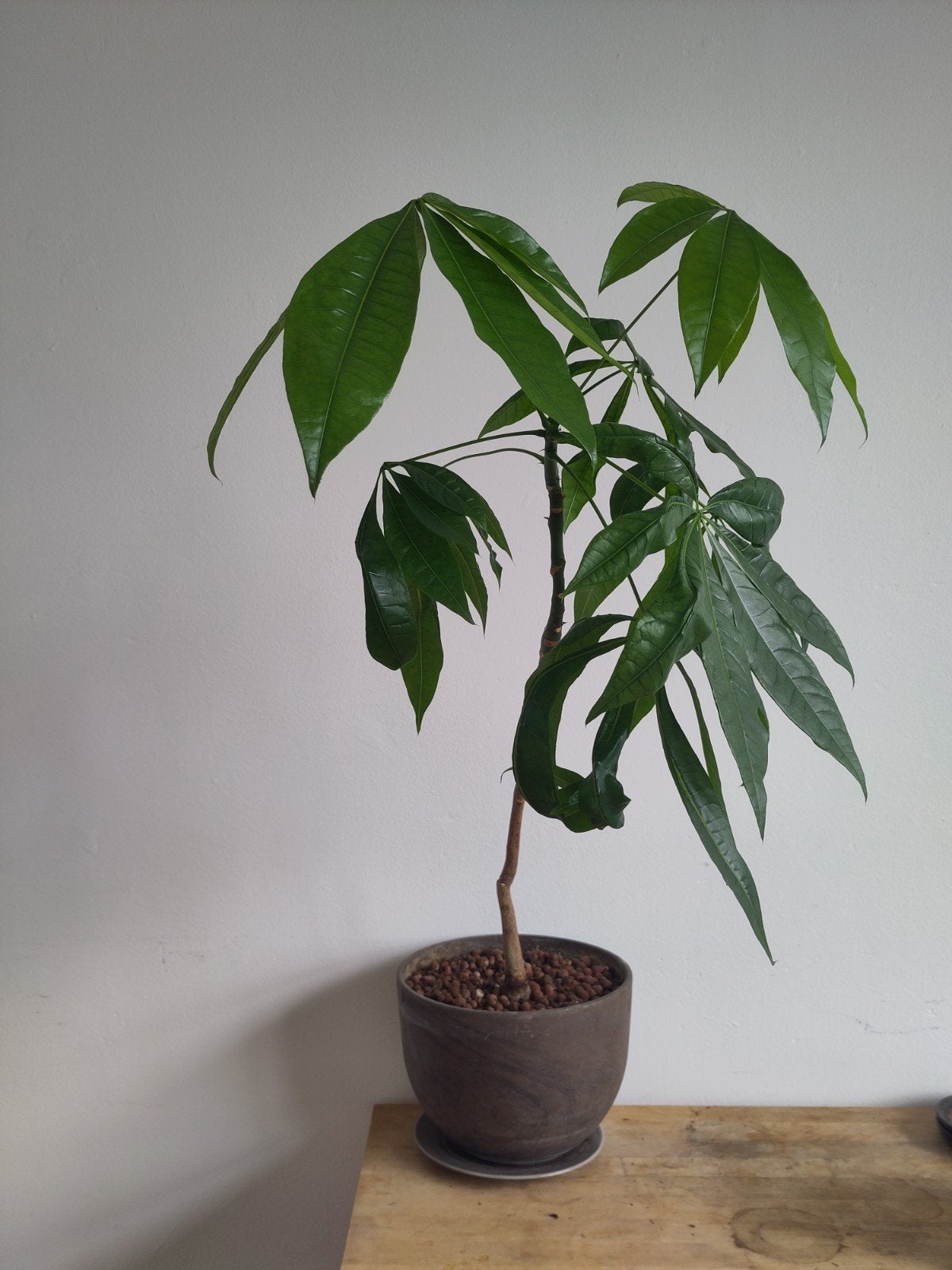 Geldboom (Pachira Aquatica) met pot, 90cm hoog, Ophalen, Overige soorten, Halfschaduw, In pot