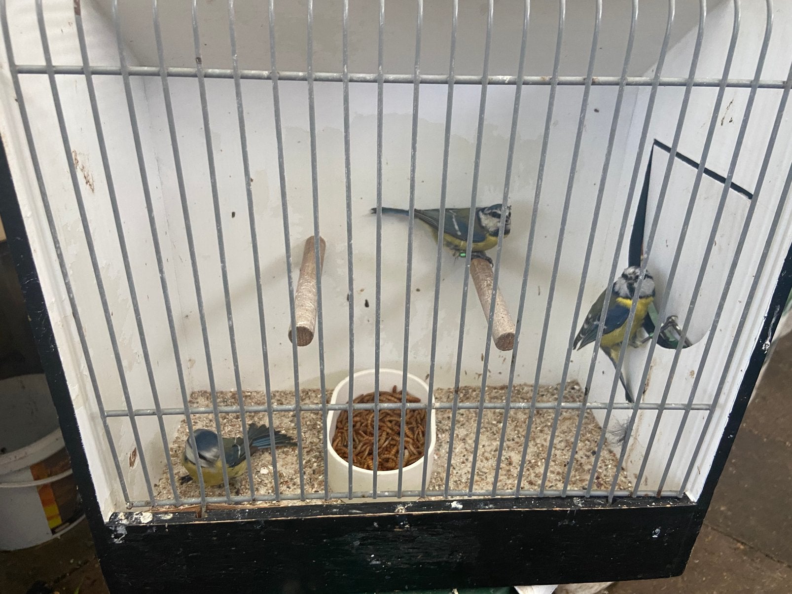 Pimpelmezen, Meerdere dieren, Wildzangvogel, Geringd