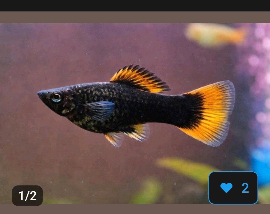 Wie heeft er Black Molly Orange Seam?, Dieren en Toebehoren, Vissen | Aquariumvissen, Vis, Zoetwatervis, Schoolvis