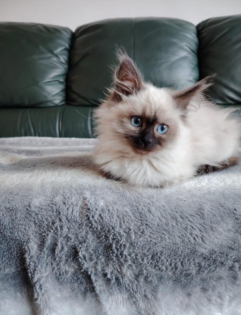 3 lieve ragdoll kittens, Dieren en Toebehoren, Katten en Kittens | Raskatten | Langhaar, Kater, Ontwormd, 0 tot 2 jaar