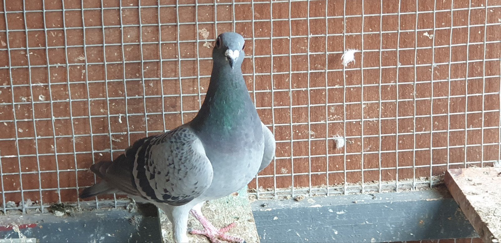 post duifven, Dieren en Toebehoren, Mannelijk, Postduif