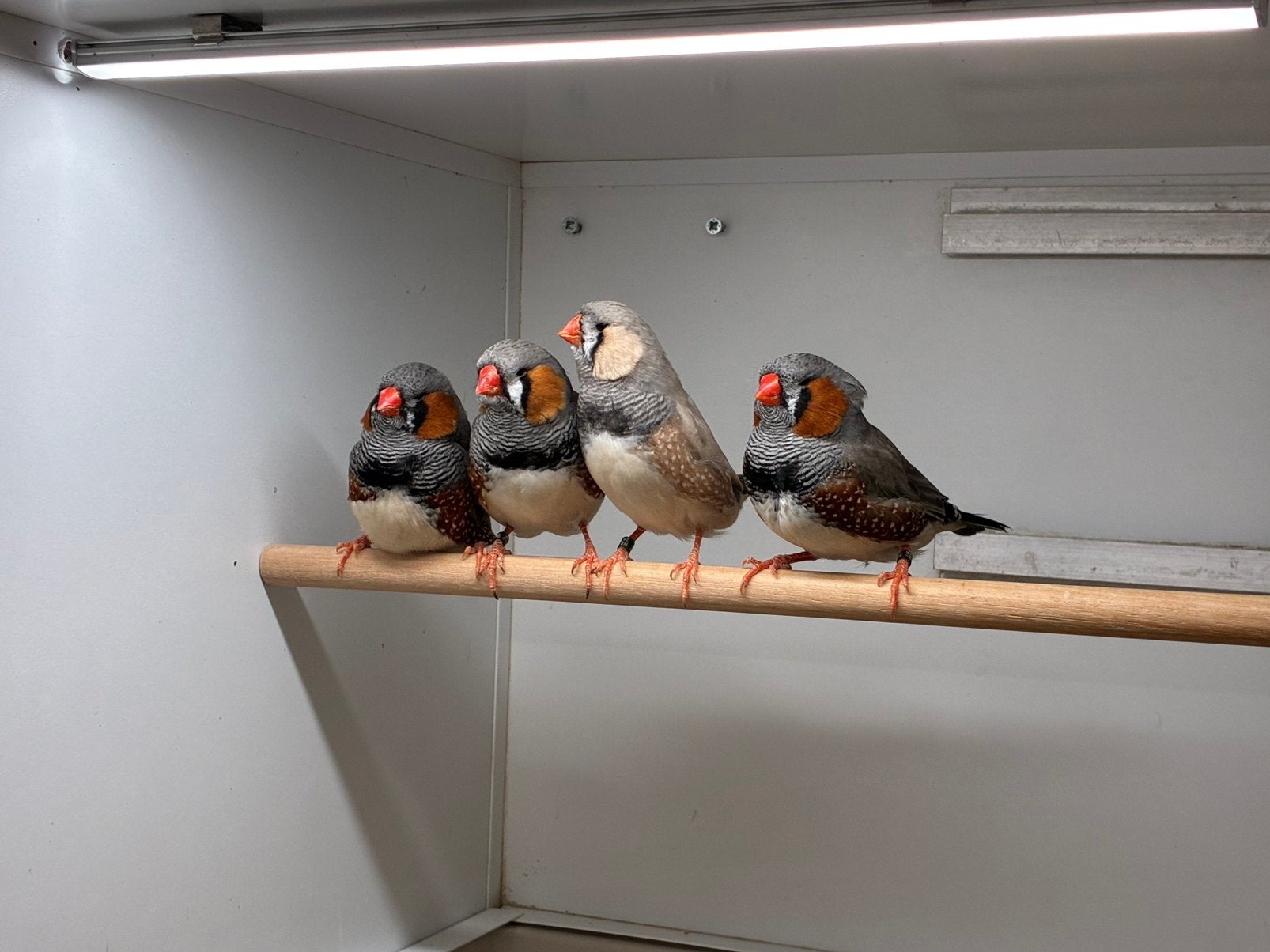 17-13 TT waardige zebravinken, Meerdere dieren