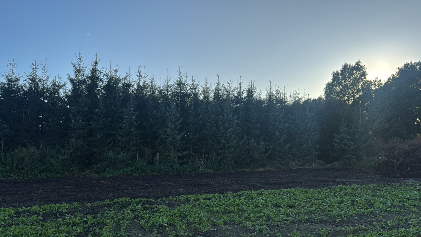 Kerstbomen, Ophalen