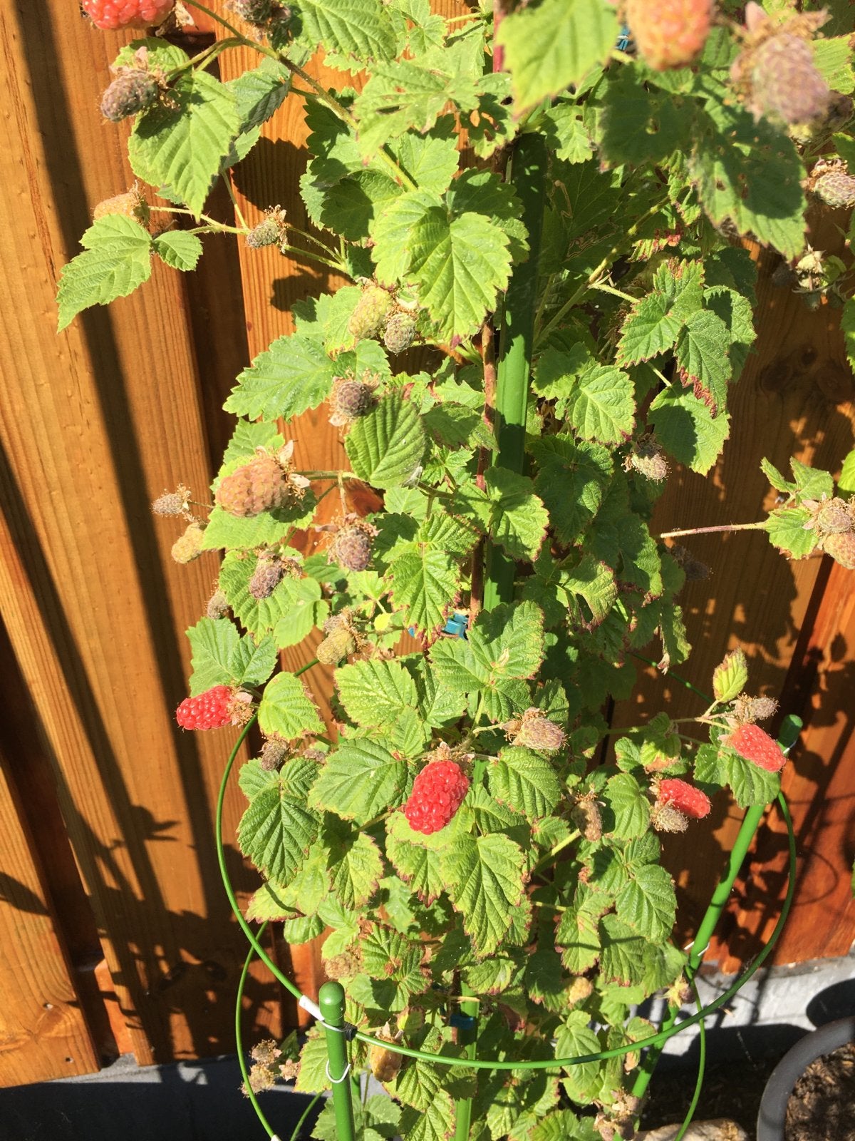 Tayberry plant - heerlijk zoete bessen, Tuin en Terras, Volle zon, Vaste plant, Ophalen of Verzenden, Zomer