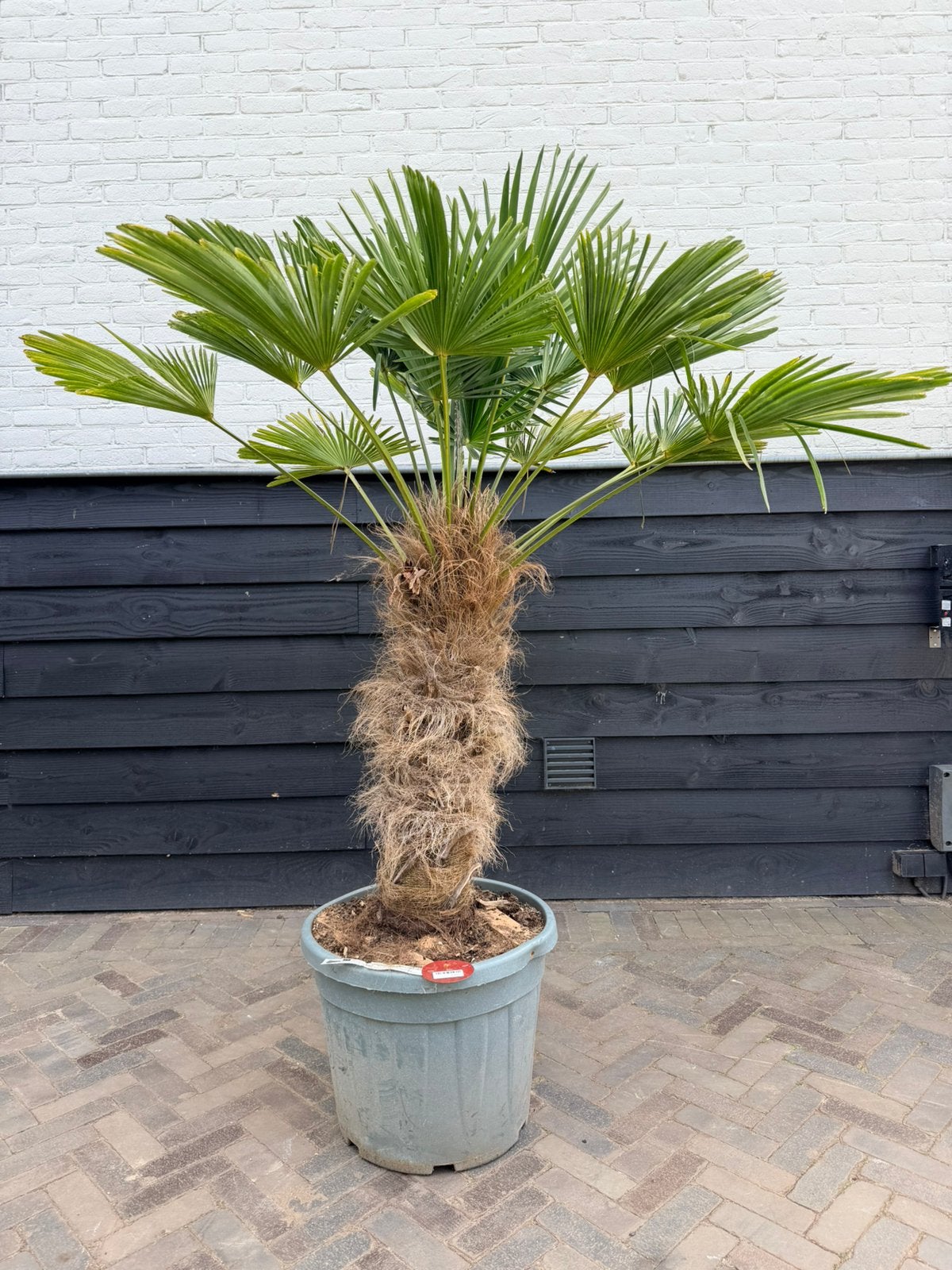 Trachycarpus wagnerianus palmbomen 60/80 cm stamhoogte, Volle zon, Ophalen of Verzenden, 100 tot 250 cm, Zomer