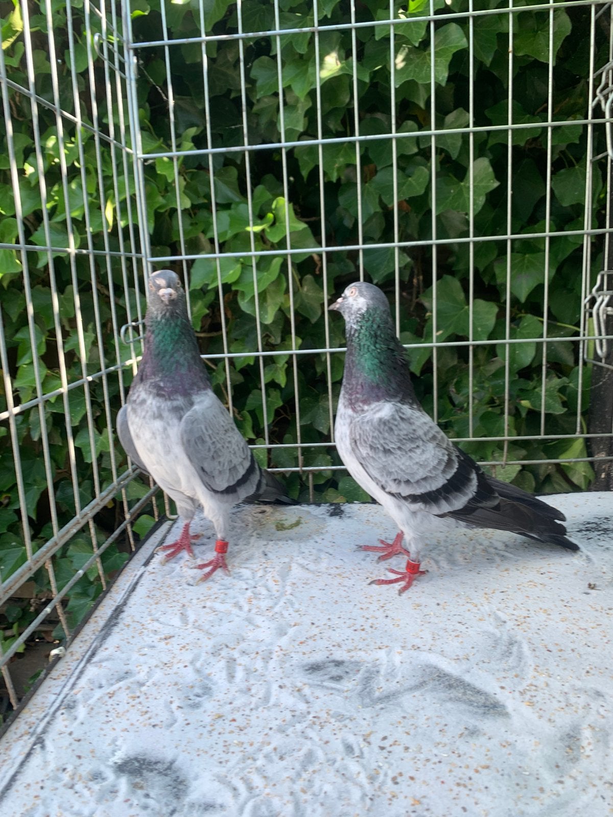 Super Vliegtipplers Kampioenen (kweekkoppel 2020), Meerdere dieren, Overige soorten