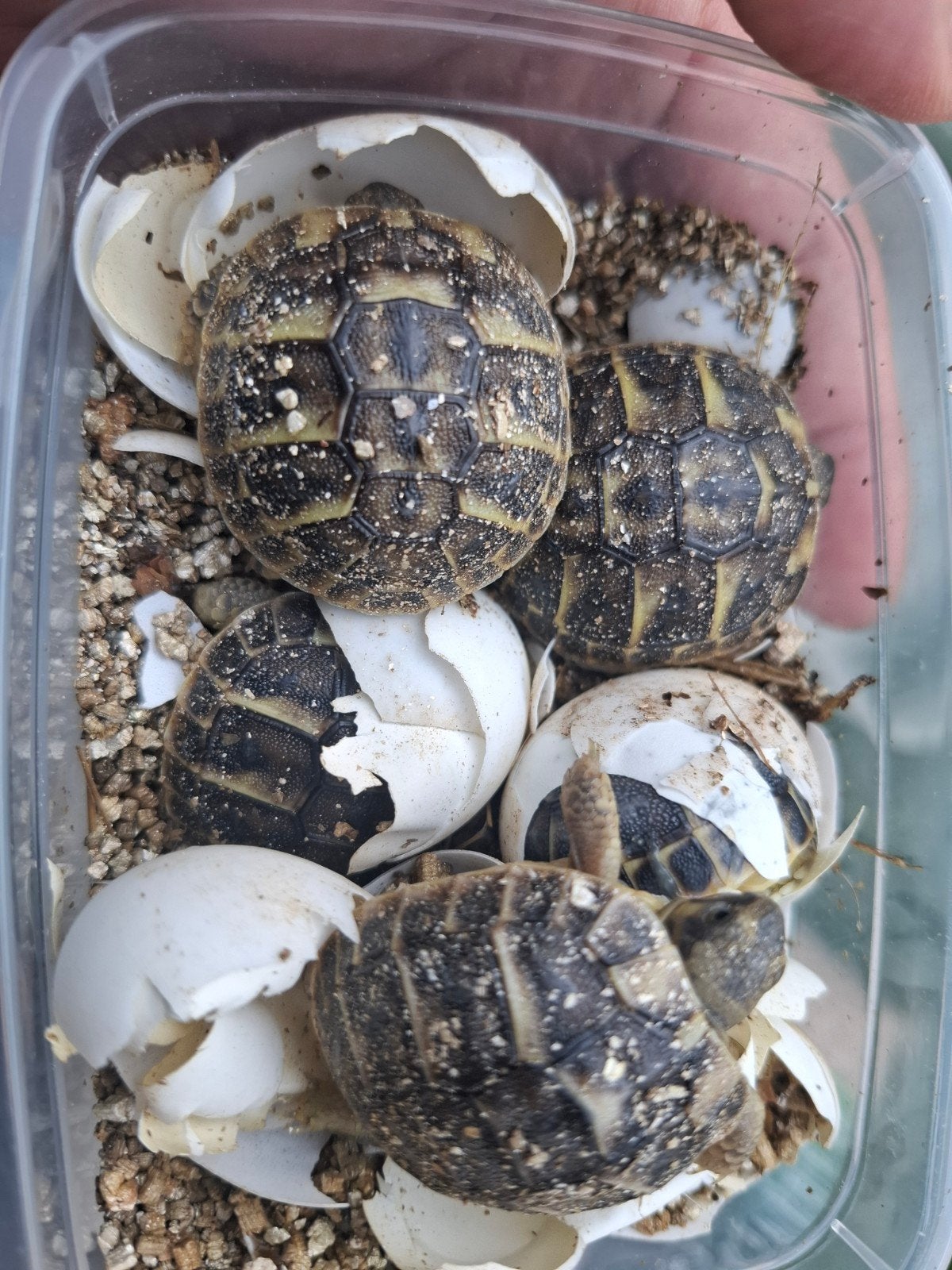 Testudo hermani hermani nakweek 2026 Tortoise - unknown for sale from Martin