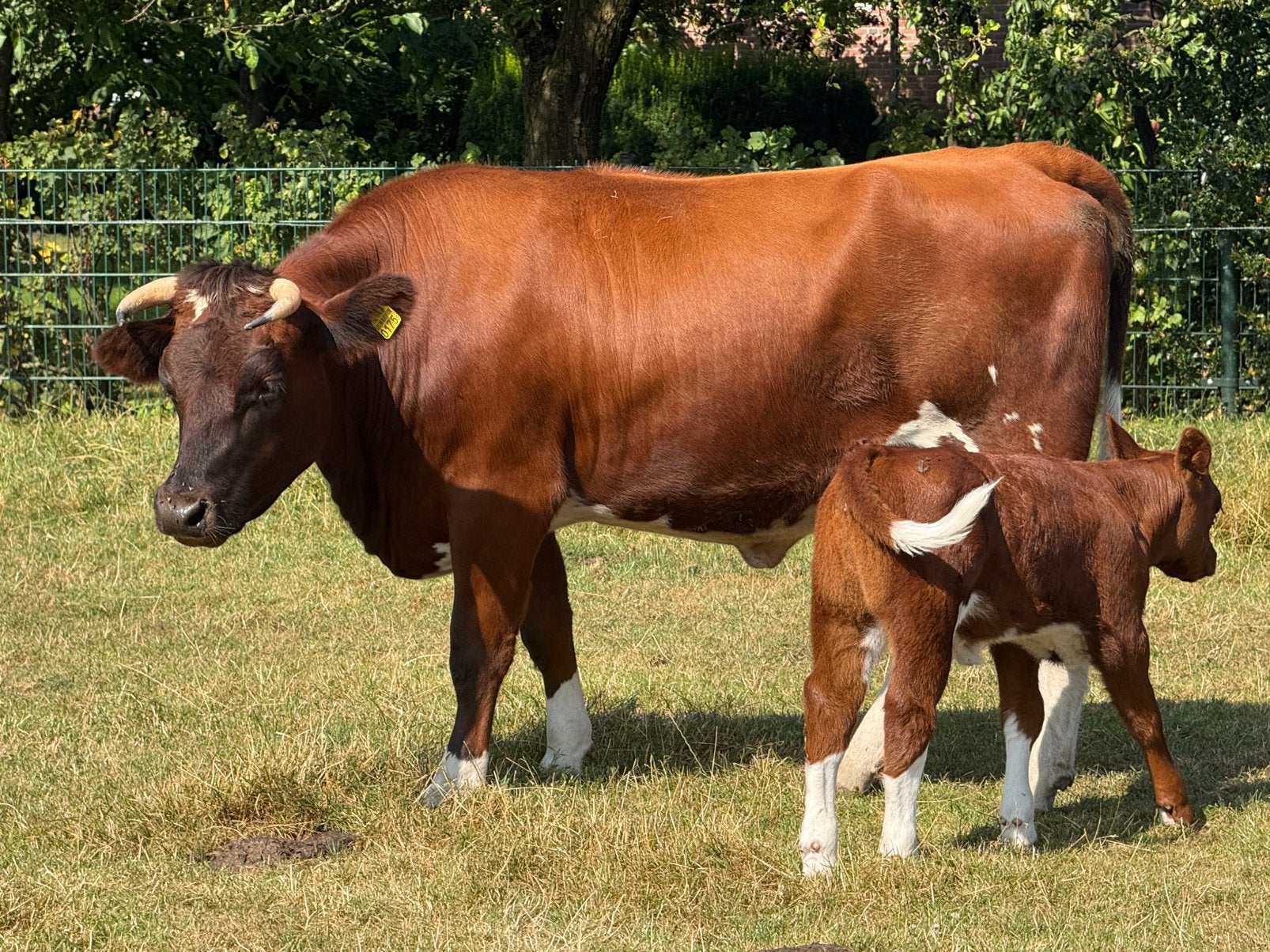 Bradrode zoogstel met vaarskalf te koop, Dieren en Toebehoren, Mannelijk