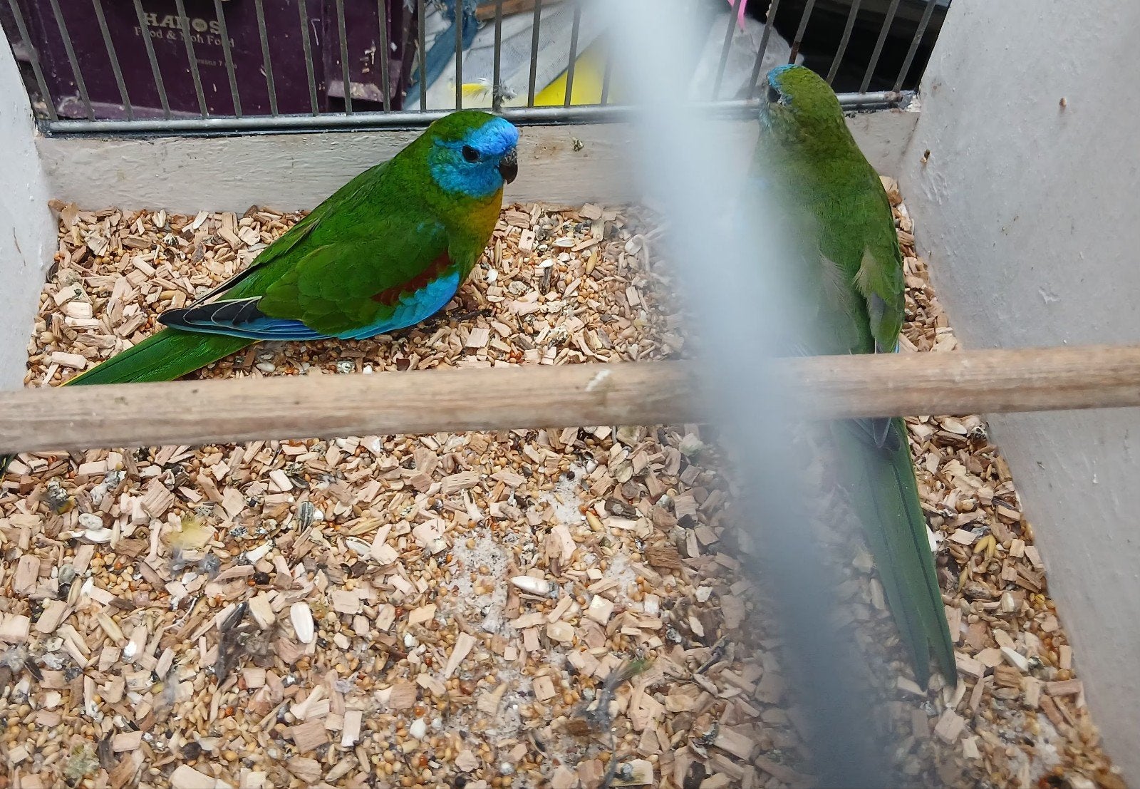 koppel geelbuik turquoisine, Dieren en Toebehoren, Meerdere dieren, Parkiet, Geringd