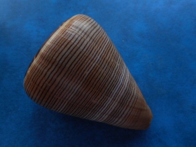 Schelpen: Conus figulinus L. gem 79mm, Verzenden, Schelp(en)