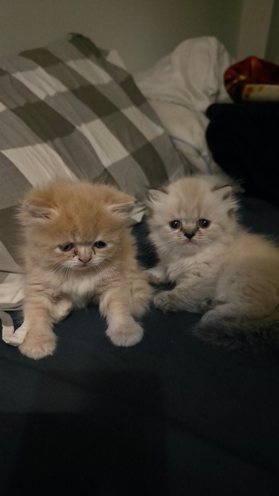 katten en kitten