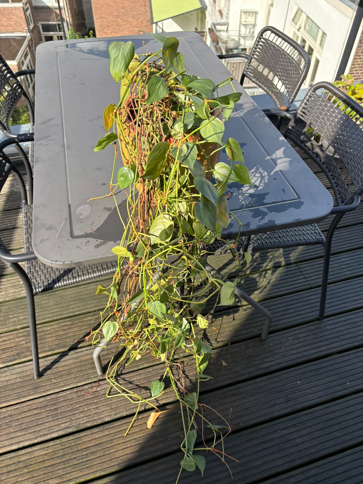 Hangplant met pot, Ophalen, Halfschaduw, Minder dan 100 cm