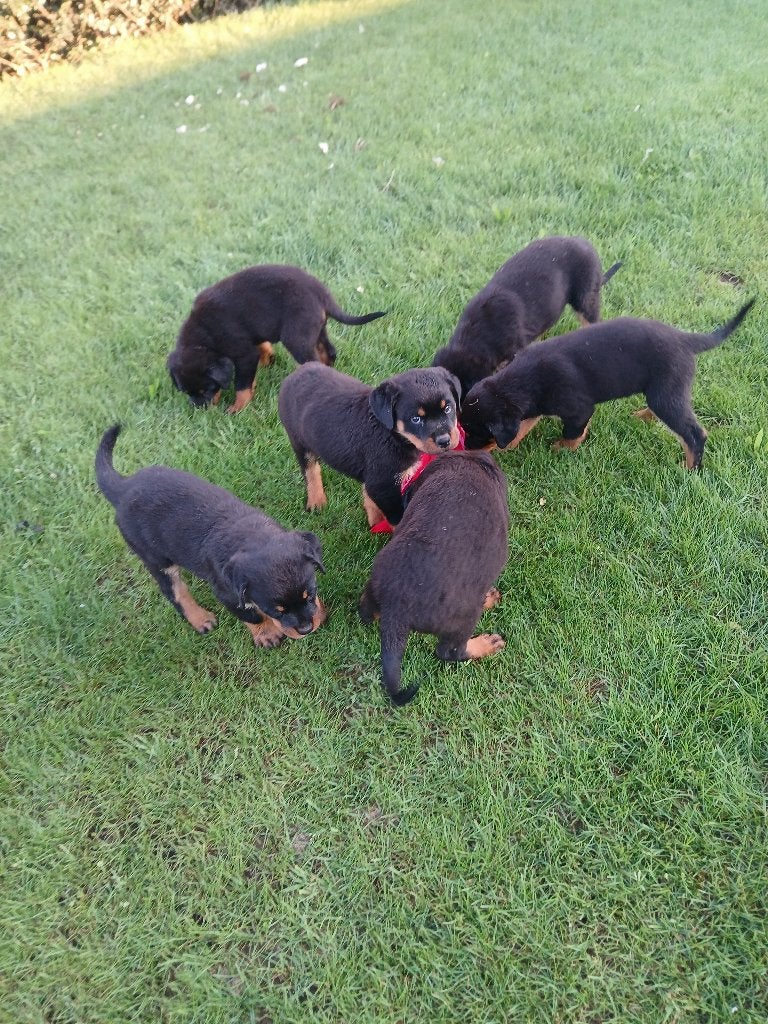 rottweiler pups, België, Parvo, Particulier, 8 tot 15 weken