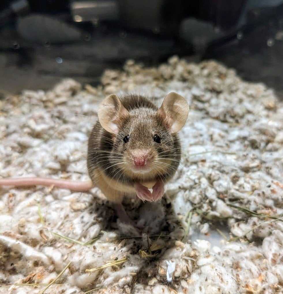 Oudere kleurmuis(vrouwtje) gezocht!, Dieren en Toebehoren, Knaagdieren, Muis, Vrouwelijk, Tam, September