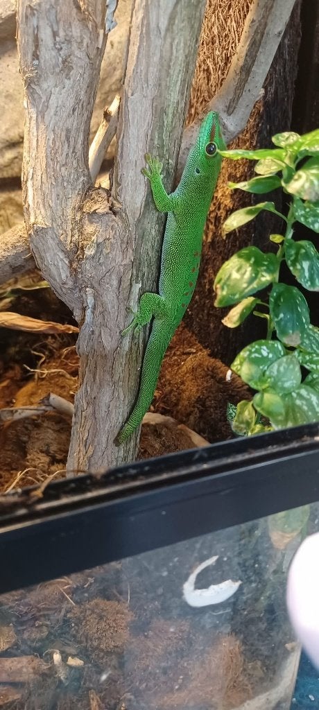 Madagascar daggekko man (Phelsuma Madagascariensis grandis), Dieren en Toebehoren, Reptielen en Amfibieën, Hagedis, 0 tot 2 jaar
