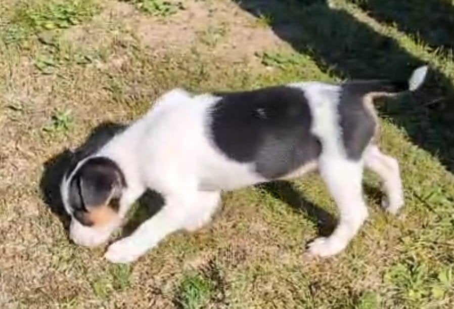 Boerenfox pup., Dieren en Toebehoren, Reu, 8 tot 15 weken, Eén hond, Klein