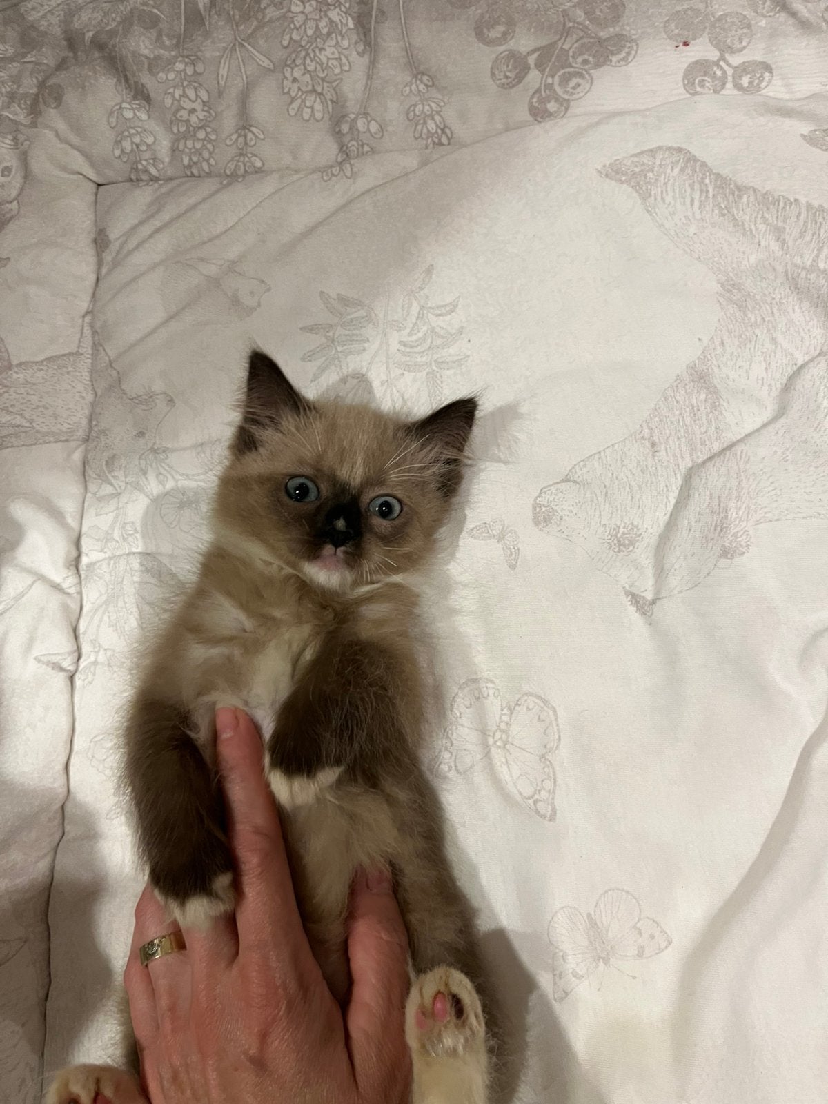Ragdoll kittens, Meerdere dieren, Ontwormd, 0 tot 2 jaar