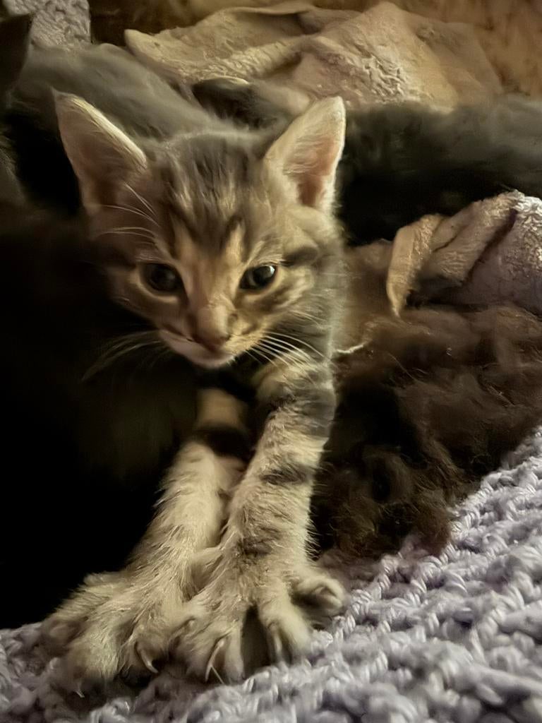 Schattige kitens, Dieren en Toebehoren, Meerdere dieren, Ontwormd, 0 tot 2 jaar