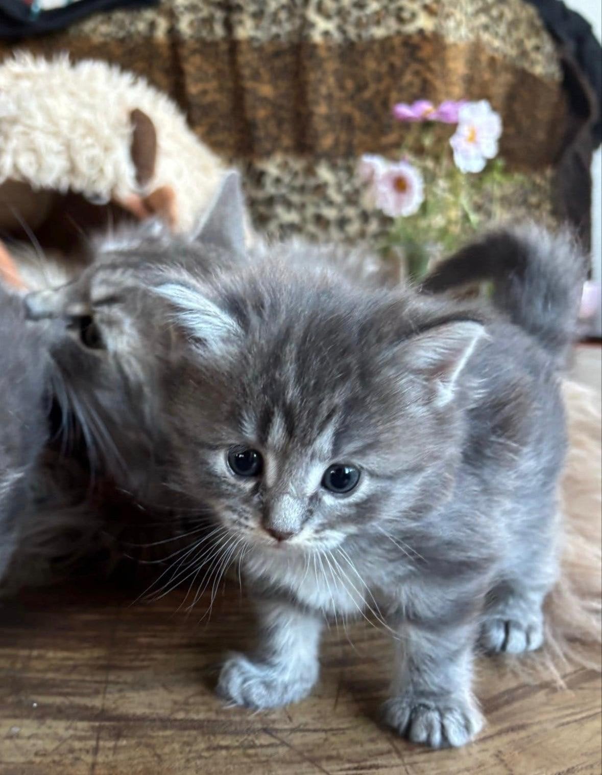 🩷🩷Mooie, lieve Maine Coon x Noorse Boskat kittens, Meerdere dieren, Ontwormd, 0 tot 2 jaar