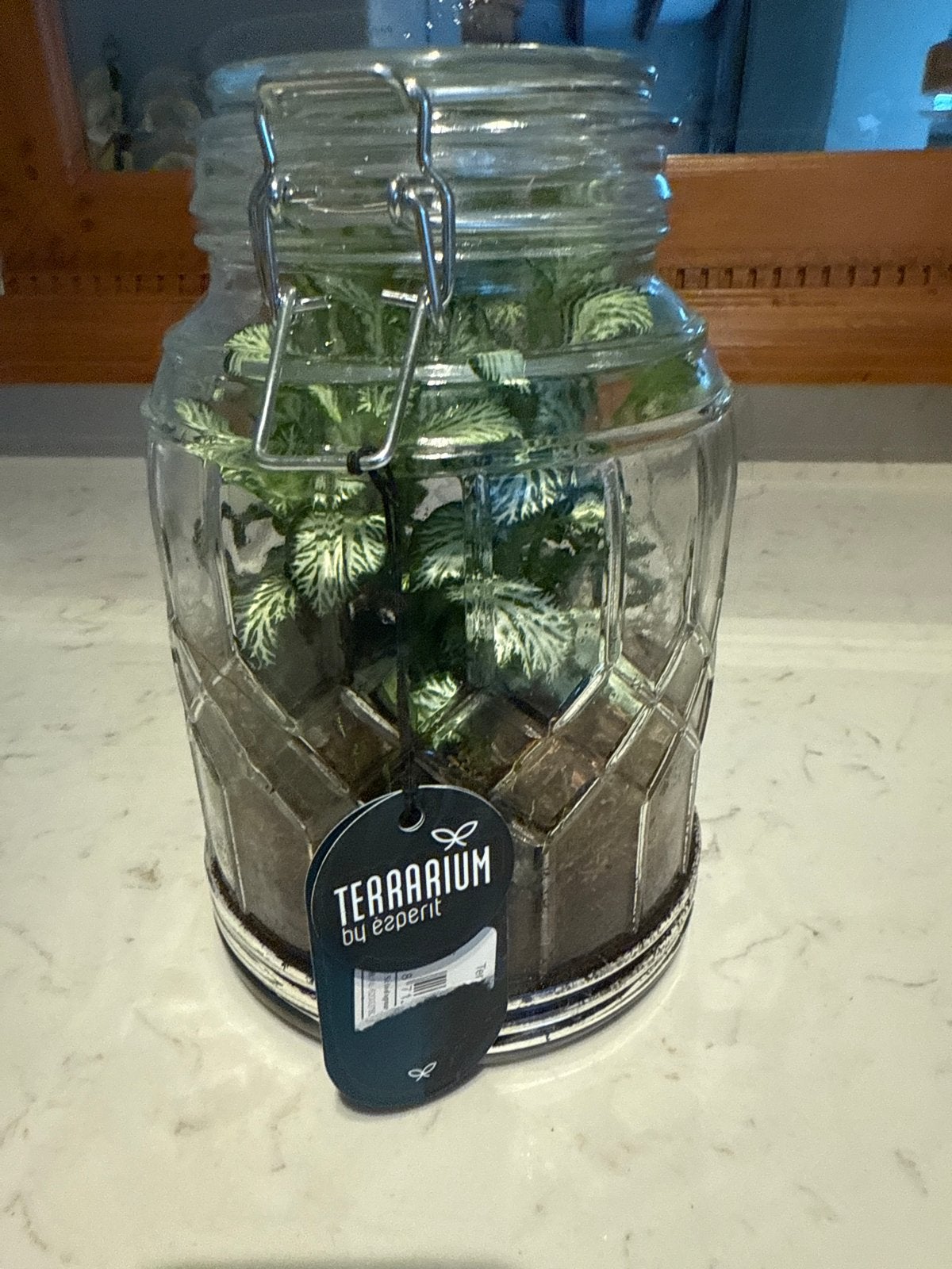 Terrarium met plant - Decoratieve plant in pot, Huis en Inrichting, Kamerplanten, Overige soorten, In pot, Minder dan 100 cm, Groene kamerplant