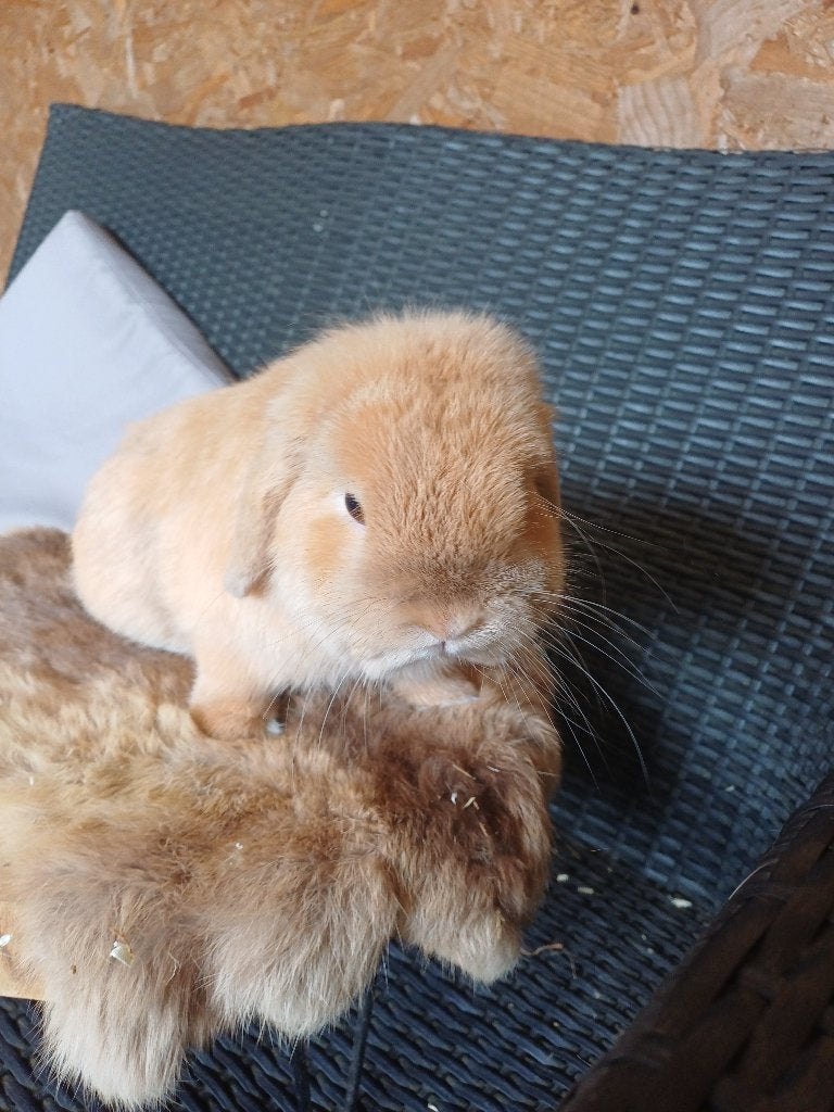 Nhd minilop  ram, Dieren en Toebehoren, Konijnen, Mannelijk, Dwerg, Hangoor, 0 tot 2 jaar