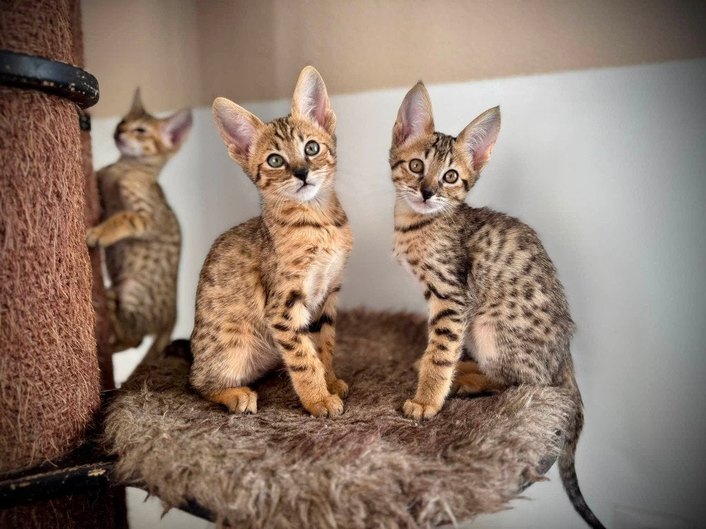 Savannah SBT kittens met stamboom, Dieren en Toebehoren, Katten en Kittens | Raskatten | Korthaar, Poes, Met stamboom, 0 tot 2 jaar