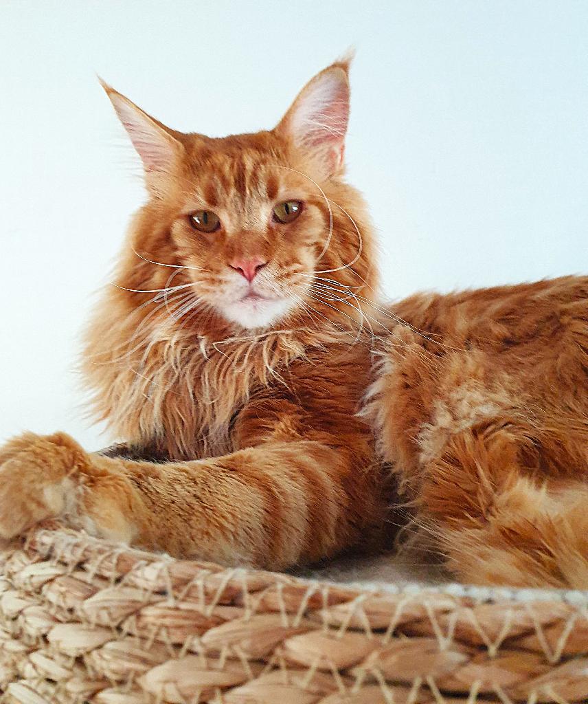 Herplaasting-2 lieve grote jongens, Dieren en Toebehoren, Katten en Kittens | Raskatten | Langhaar, Kater, Met stamboom, 0 tot 2 jaar