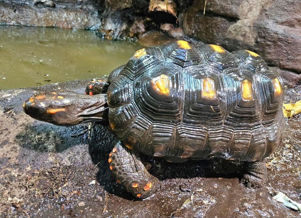 Kolenbranderschildpad (Chelonoidis Carbonarius) vrouw 0.1, Dieren en Toebehoren, Schildpad, Tam, 7 tot 10 jaar