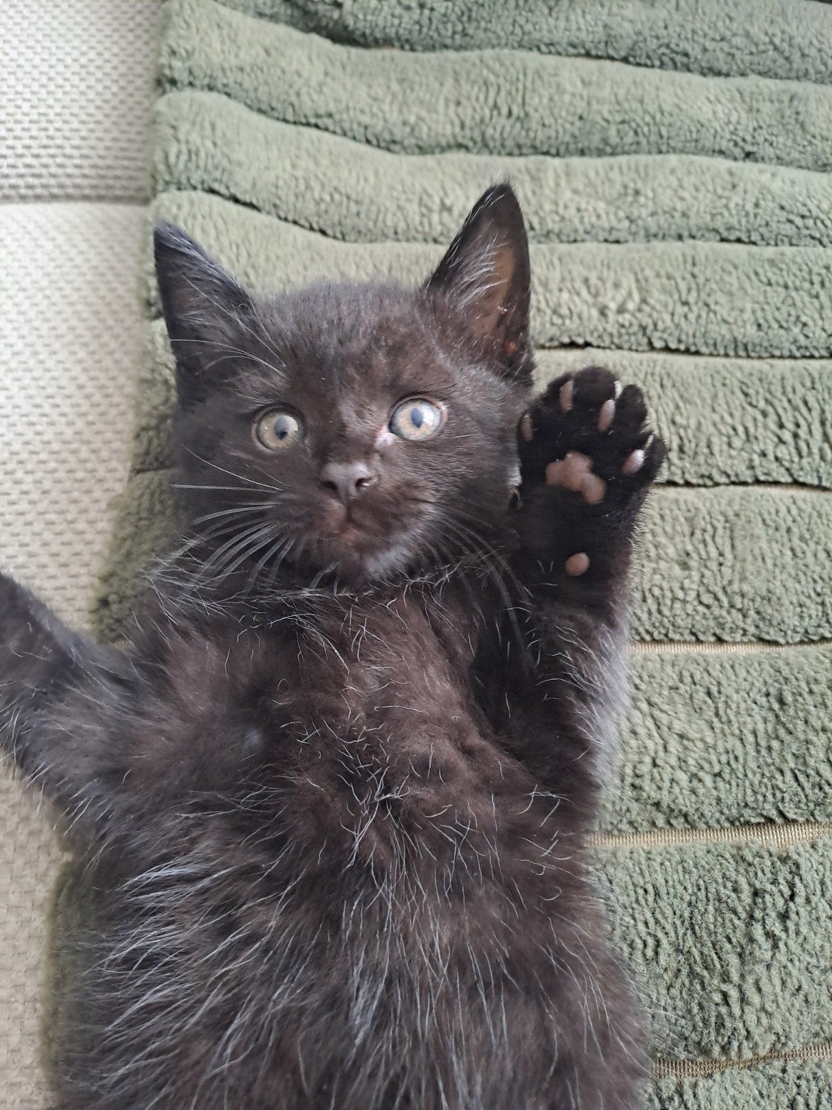 Een kittens (kater), Meerdere dieren