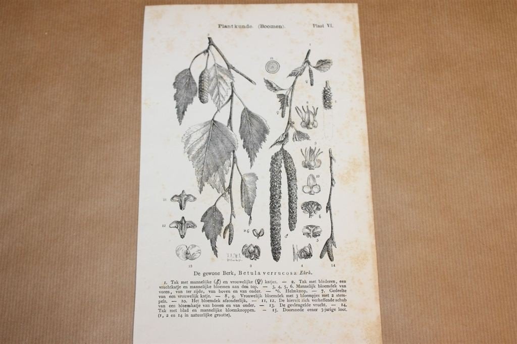 Antiek botanische prent - Berk - 1875 !!, Verzamelen, Ophalen of Verzenden, Voor 1940, Gebruikt, Overige onderwerpen