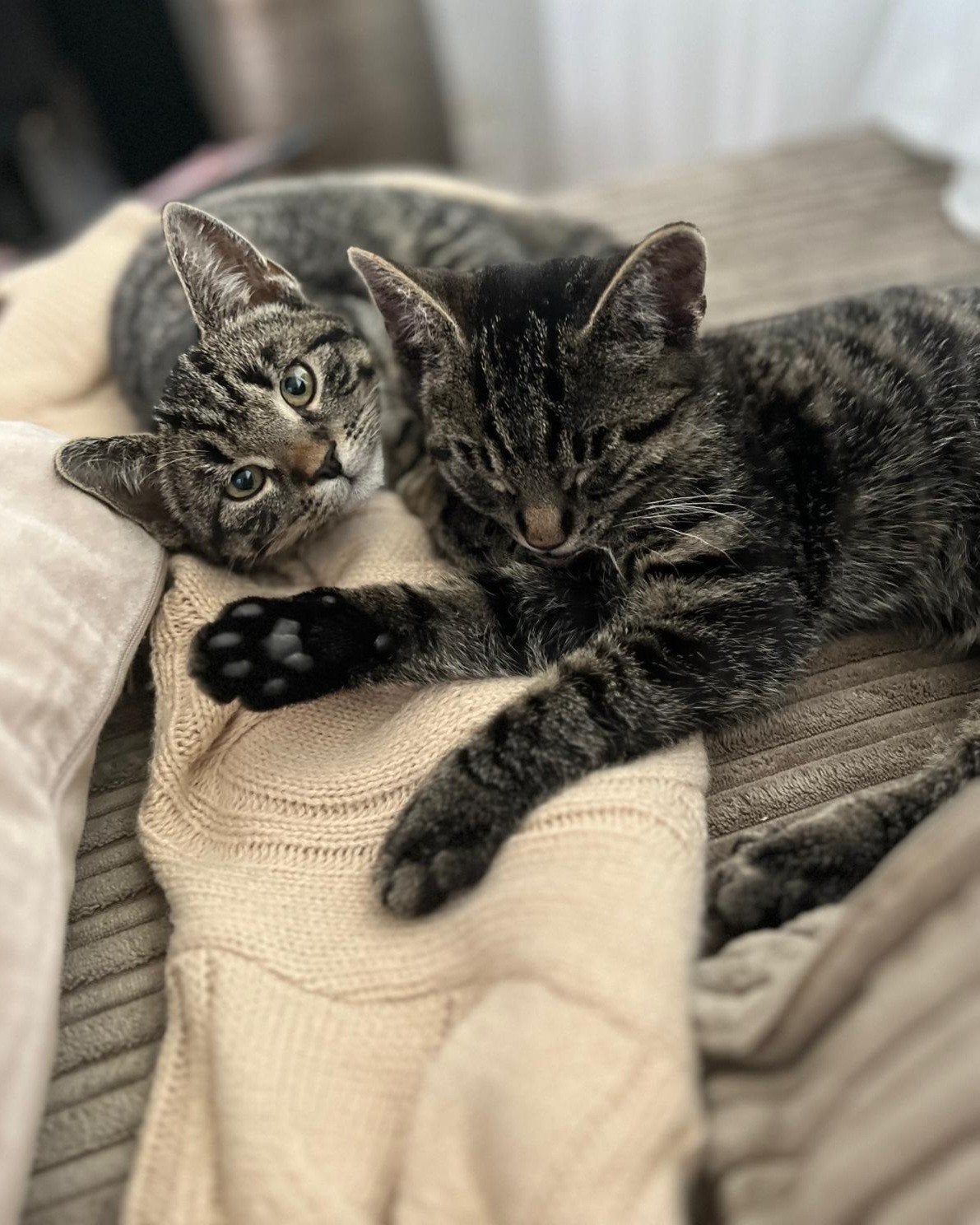poes en een kater (broer en zus), Meerdere dieren