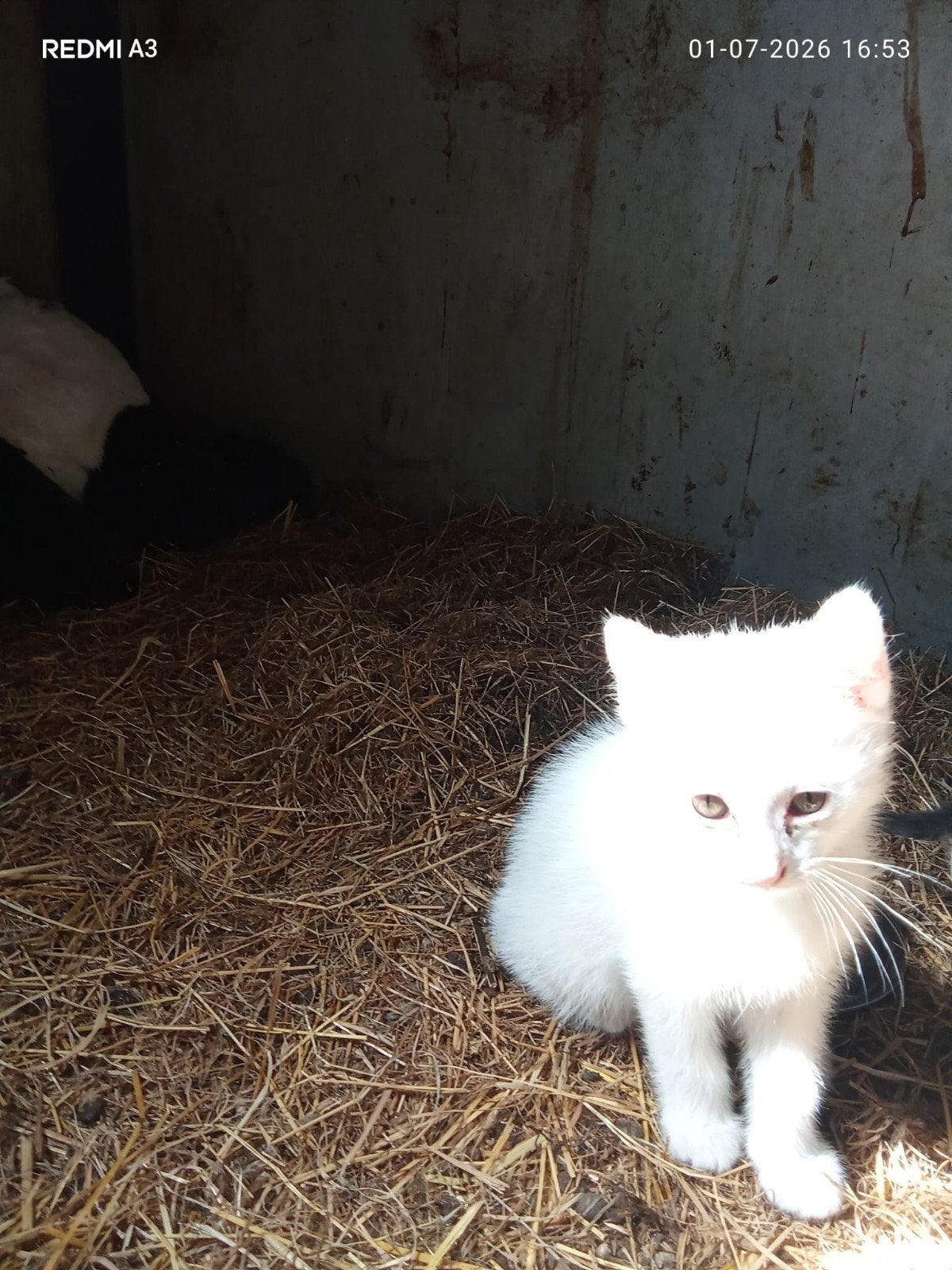 Diverse kittens, Meerdere dieren, 0 tot 2 jaar
