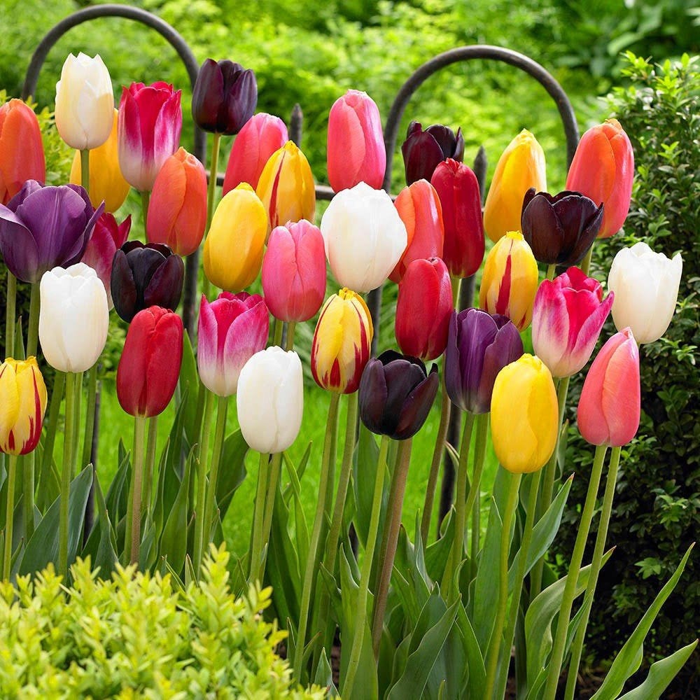 100 Narcissen bollen € 10,-  tevens tulpenbollen te koop, Ophalen of Verzenden, Najaar, Volle zon, Bloembol
