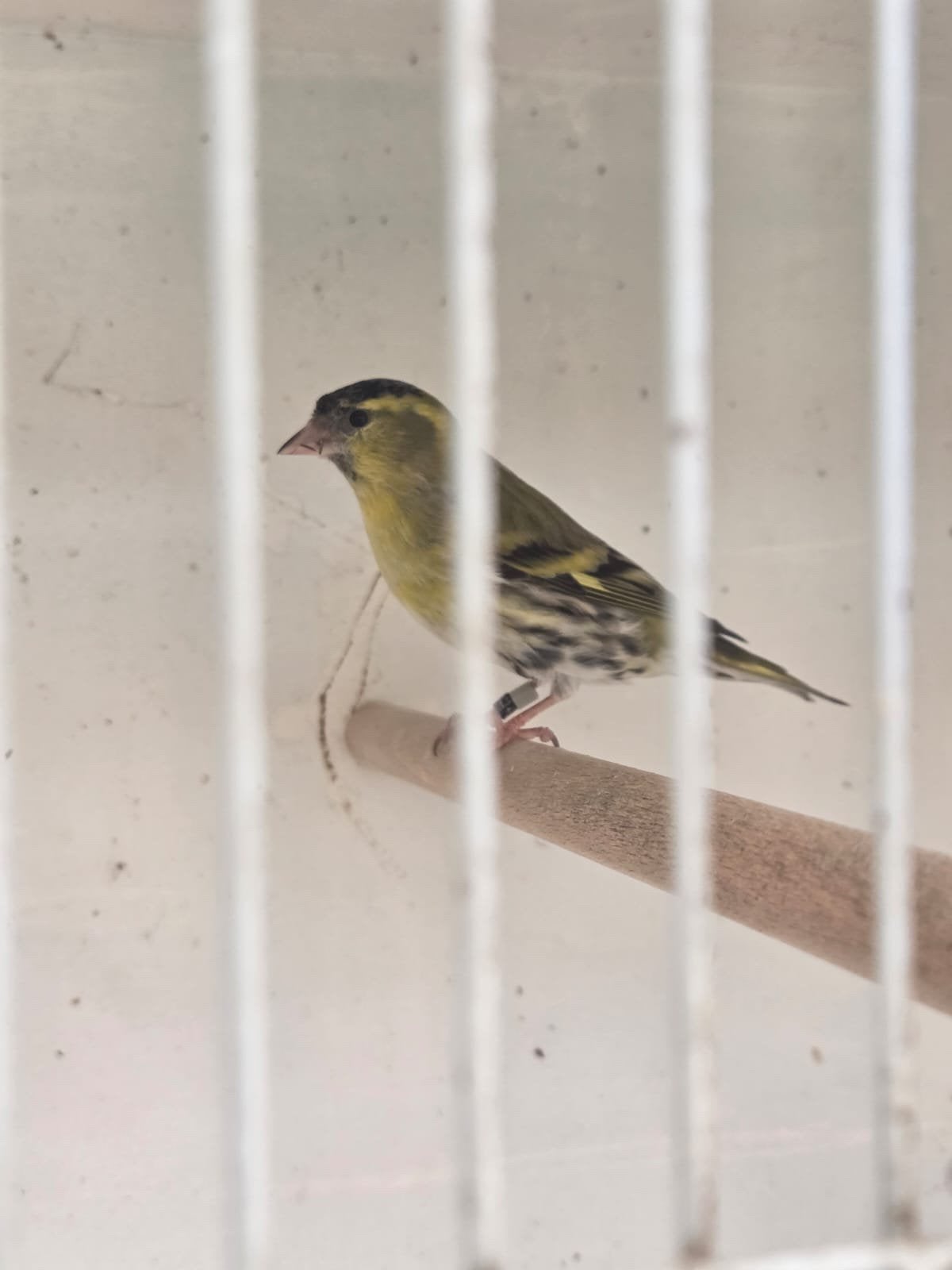 Europese sijs, vink en kruising europese kanarie x raza, Dieren en Toebehoren, Vogels | Overige Vogels, Mannelijk, Wildzangvogel