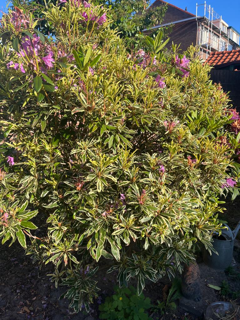 Rhododendron met bonte bladeren en paarse bloemen, Vaste plant, Halfschaduw, Lente, Ophalen