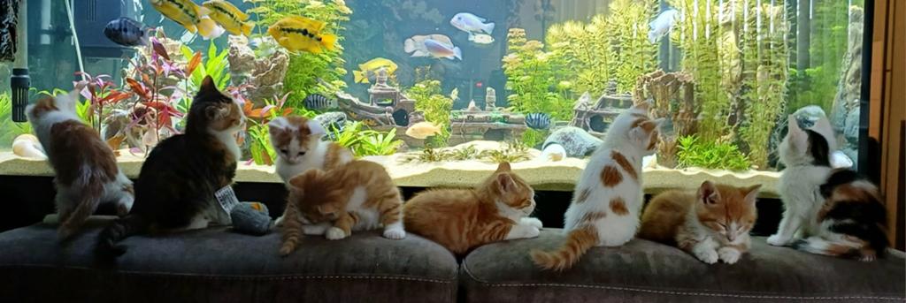Prachtige  lieve kittens kruising Mainecoon-Europesekorthaar, Dieren en Toebehoren, Meerdere dieren