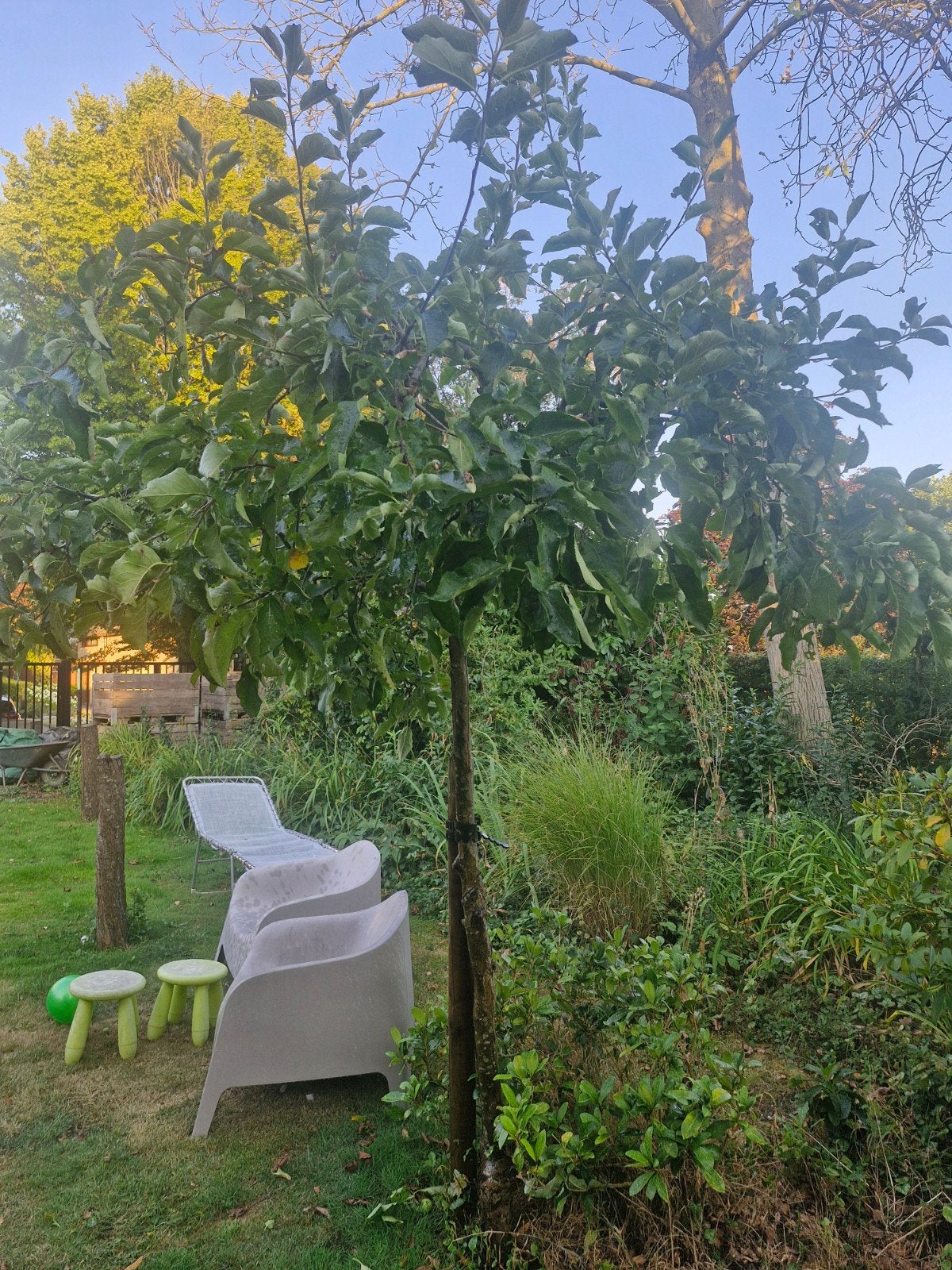 Appelboom - Zelf uitgraven Gratis, Tuin en Terras, Planten | Bomen, Ophalen, Volle zon, Overige soorten, 100 tot 250 cm
