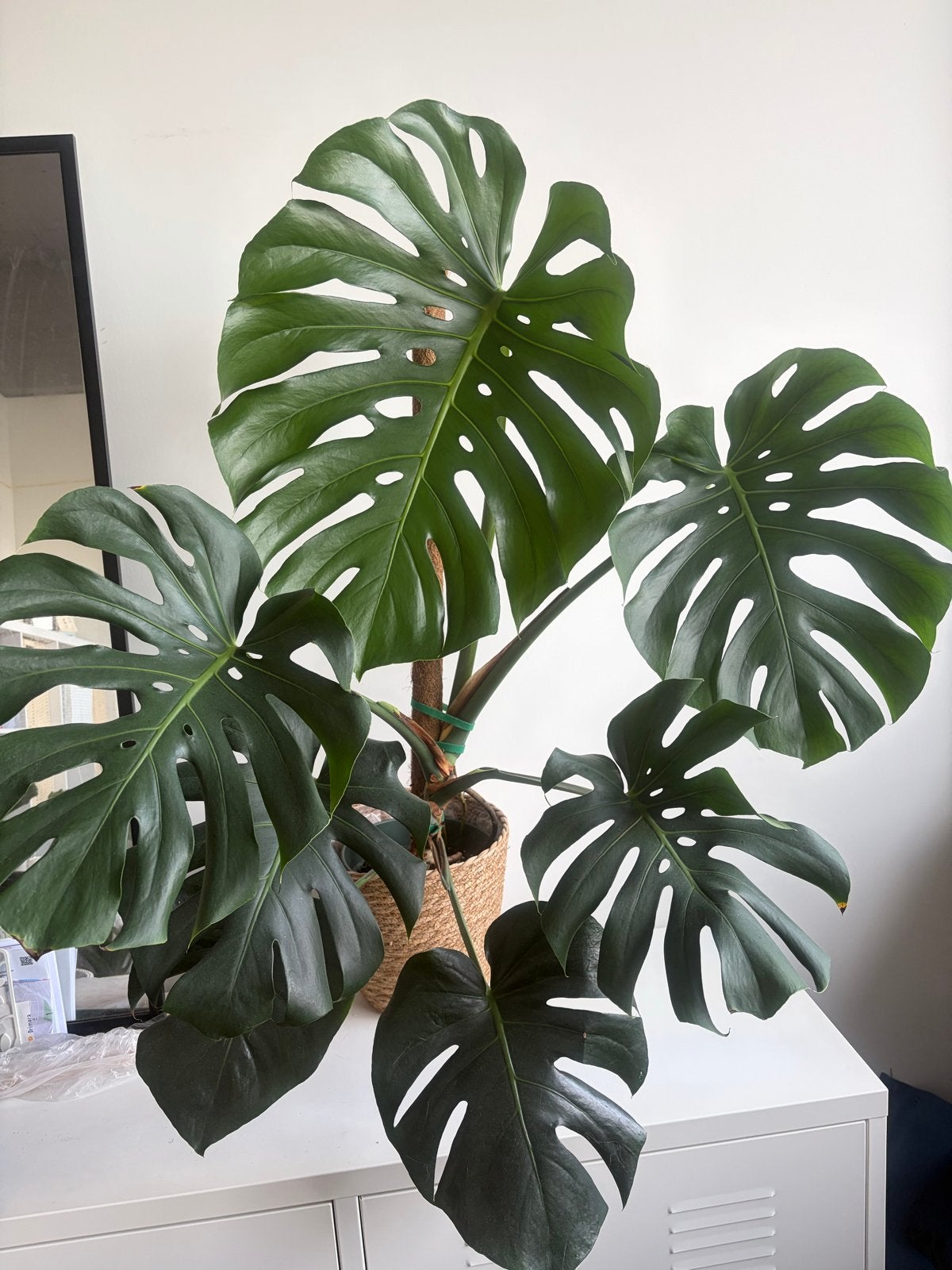 Large Monstera Deliciosa – Mature Split Leaves, Ophalen, 100 tot 150 cm, Overige soorten, Halfschaduw
