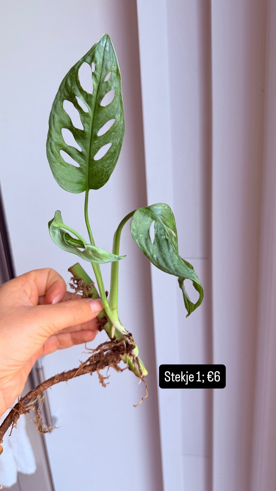 Monstera Adansonii Mint stekjes - Goed geworteld, Overige soorten, Vaste plant, Ophalen of Verzenden, Bloeit niet
