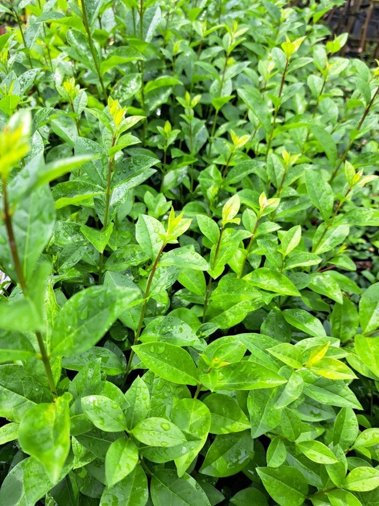 Groenblijvende ligusterhaag Ligustrum ovalifolium, Tuin en Terras, Planten | Struiken en Hagen, Ophalen of Verzenden, Liguster