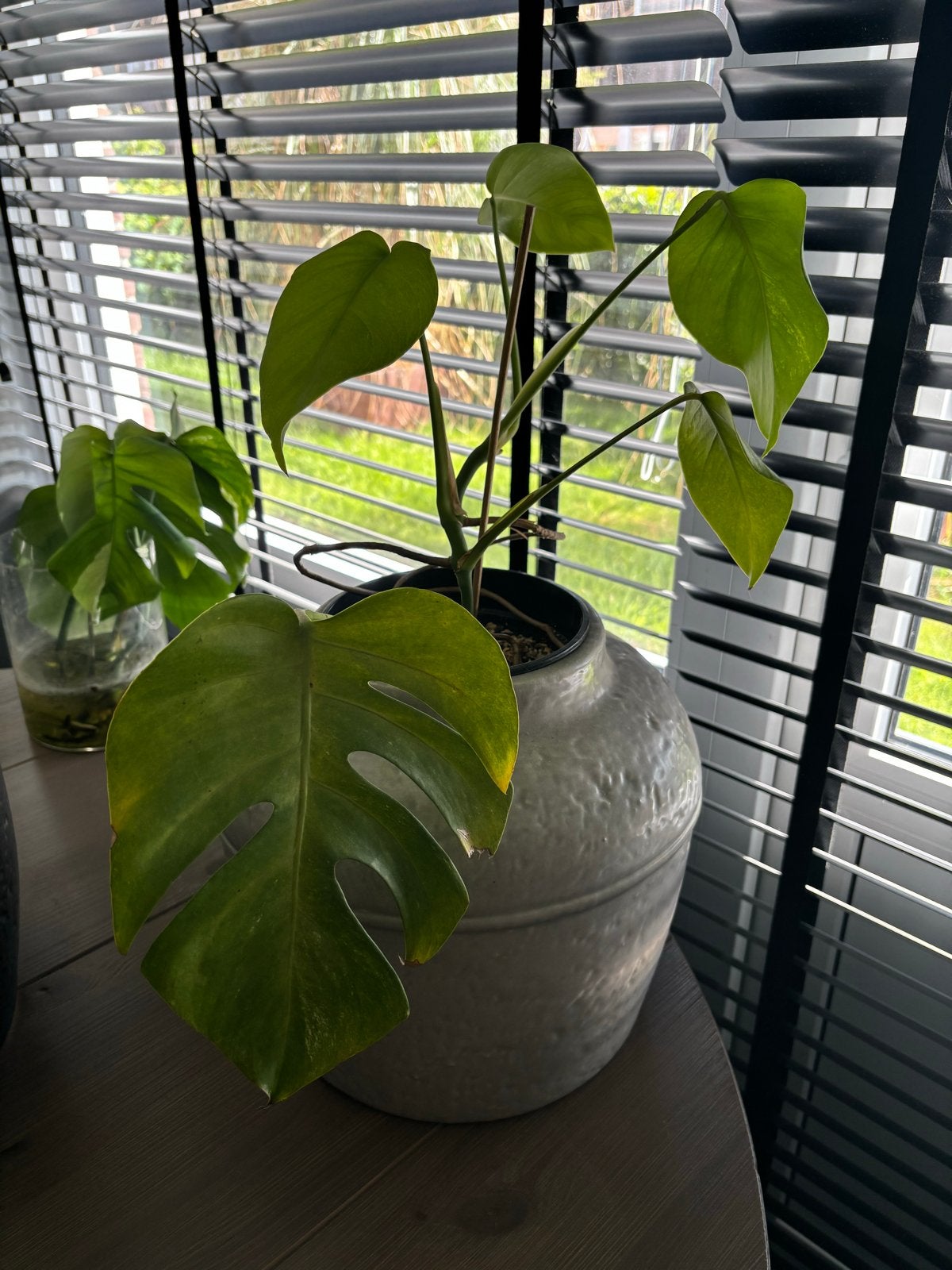 Monstera plant met kleine bladeren, Huis en Inrichting, Kamerplanten, Ophalen, Overige soorten, Halfschaduw, Minder dan 100 cm