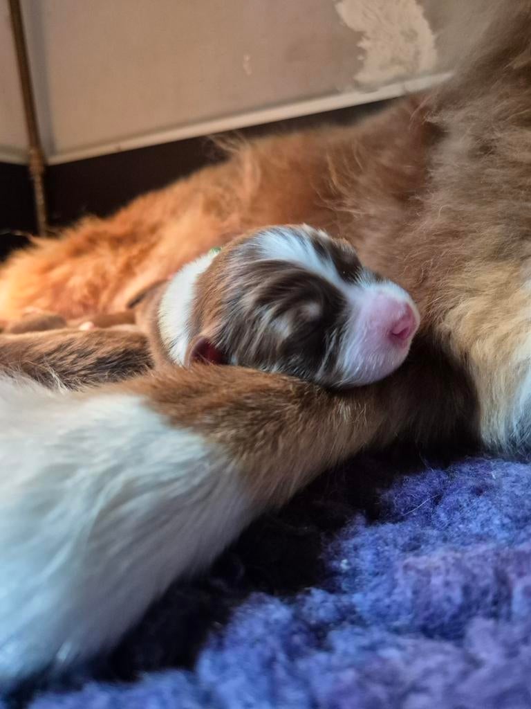 Aussie pups alle pups zijn gereserveerd, Overige rassen, 8 tot 15 weken, Meerdere, Meerdere dieren