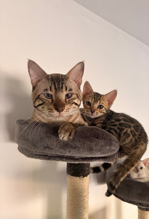 ras zuivere bengaal kitten vrouwtje, Dieren en Toebehoren, Katten en Kittens | Raskatten | Korthaar, Poes, Gechipt