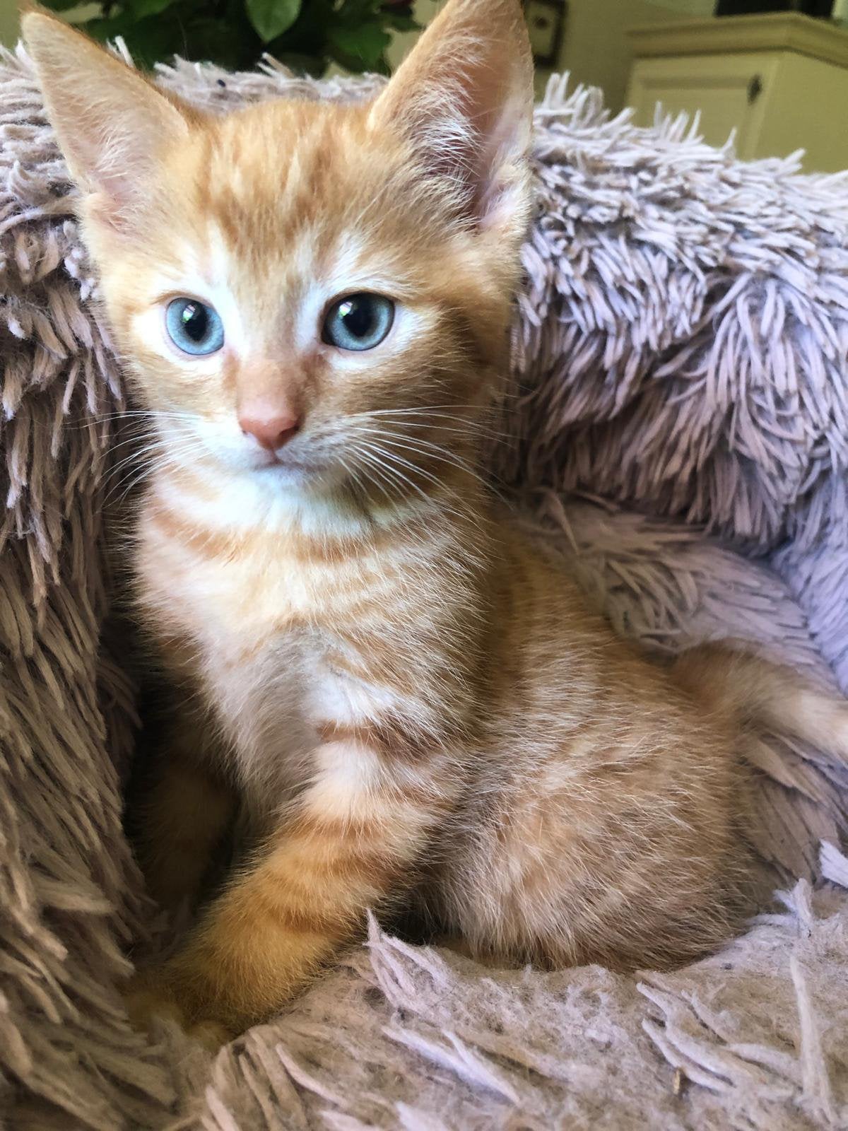 Prachtige katers te koop en één poes!, Kater, Kortharig, 0 tot 2 jaar
